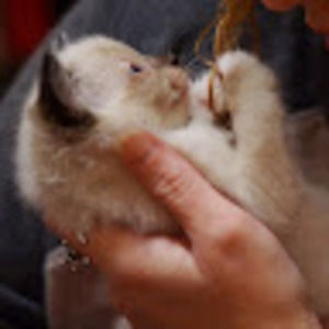 Meet your Posher, Crystal